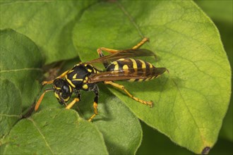 French field wasp