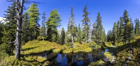 Moor pond on the nature adventure trail through the Rauris primeval forest