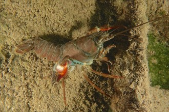 A signal crayfish