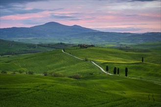 Path with cypresses