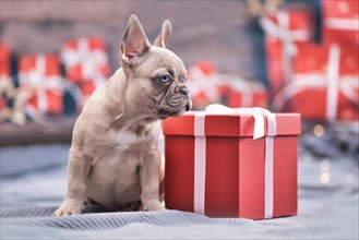 Beautiful lilac French Bulldog dog puppy sitting next to red Christmas gift box with ribbon surrounded by seasonal decoration