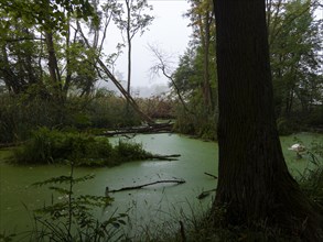 Green pond with duckweeds