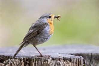 Robin with feed in its beak
