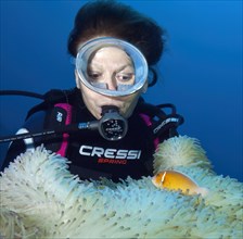 Diver observes symbiotic behaviour at close range Symbiosis of pink skunk clownfish