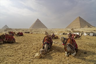 Camels with colourful blankets camp in front of pyramids