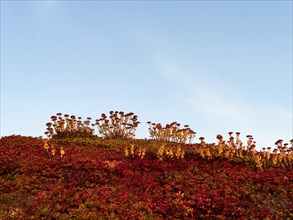 Indian summer on the green roof