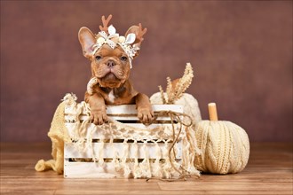 Cute French Bulldog puppy with reindeer antlers in box in front of brown background with boho style decoration
