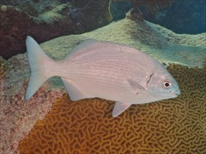 Bermuda rudderfish