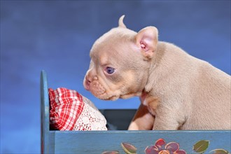 New Shade Isabella Orange Tan maskless French Bulldog dog puppy in bed in front of blue background