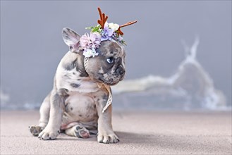 Small merle colored French Bulldog dog puppy with mottled patches wearing cute floral reindeer antler headband sitting in front of gray