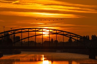 Migratory birds flying towards the sun rising behind the Deutschherrn Bridge in Frankfurt am Main
