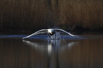 Mute Swan