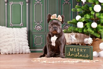 French Bulldog dog wearing ribbon headband next to Christmas tree and Merry Christmas sign