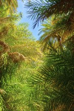 Upshot of Preveli palm forest