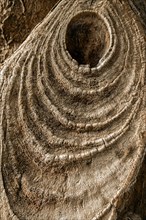 Close-up of a dry branch cut from a tree