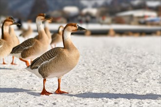 Swan gooses in snow along the River Neckar in Heidelberg. Originally migratory birds that stayed in the cold European weather