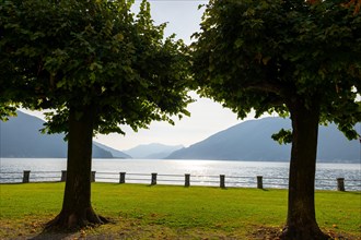 Trees on a Grass Park on the Waterfront to Lake Lugano with Mountain in a Sunny Summer Day in Bissone