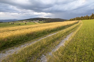 Barley field in the evening light