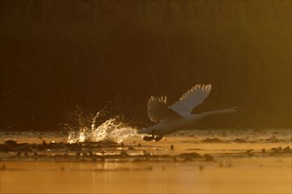 Mute Swan