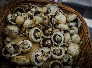 Portobello mushrooms closeup on a basket