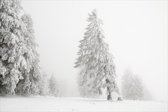 Winter forest with hoarfrost on the trees and fog on the mountain Kandel