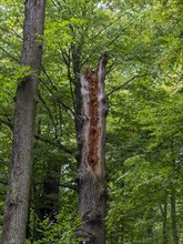 Broken off tree trunk of oak