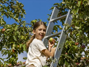 Boy on ladder picks apples from tree and is happy