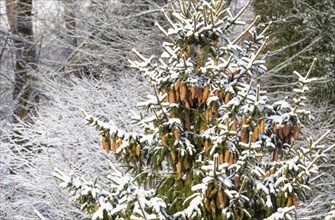 Deeply snow-covered spruce with spruce cones