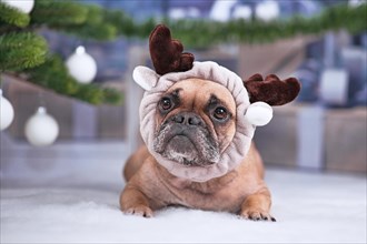 Cute French Bulldog dog wearing reindeer antler headband lying down on white blanket in front of Christmas tree with gifts in blurry background