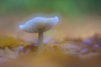 Mushroom in beech forest