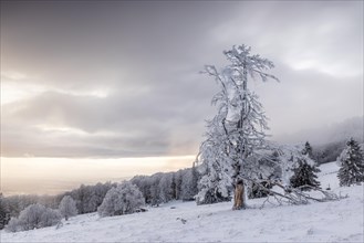 Winter sunset on the mountain with hoarfrost on the trees and fog