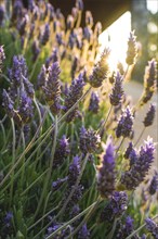 Purple lavender flowers at sunset