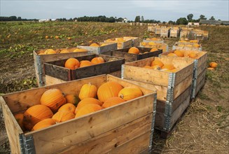 Harvested pumpkins on a field in Loederup