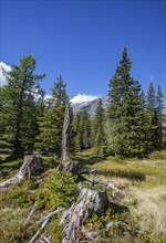 Nature experience trail through the Rauris primeval forest