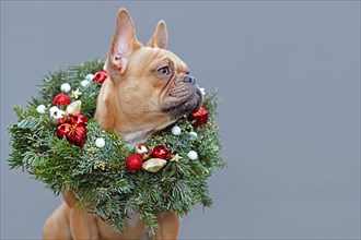 Red fawn French Bulldog dog wearing festive Christmas wreath with star and ball tree baubles around neck on gray background