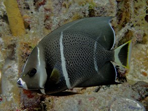 Juvenile gray angelfish