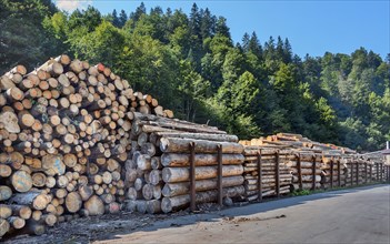 Stacked logs in a sawmill
