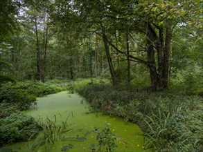 Old river arm and pond with duckweed in the Spreewald Biosphere Reserve