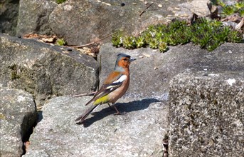 Magnificent common chaffinch