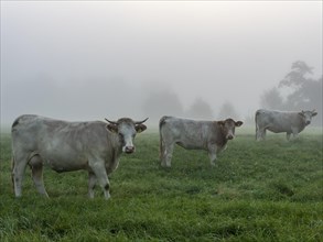 Cattle on pasture in the fog