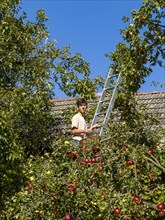 Young man on ladder picking apples on tree