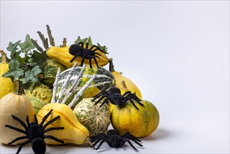 Various ornamental pumpkins with ivy vine