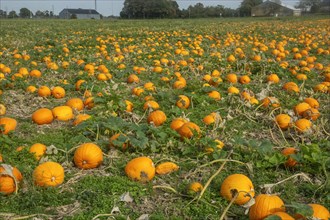 Pumpkin field with ripe pumpkins in Loederup