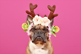 Fawn French Bulldog dog wearing red Christmas reindeer antler headband with flowers in front of pink background