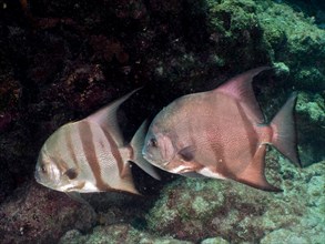 Two specimens of Atlantic spadefish