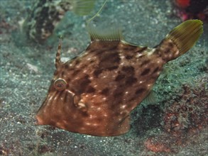 Brown filefish