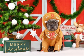 Black French Bulldog wearing funny gingerbread costume with arms surrounded by festive Christmas decoration