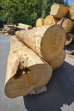 Stacked and debarked Baom logs in a sawmill