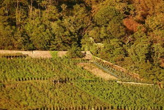 Autumn Landscape with Vineyard