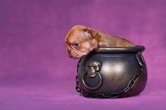 Choco Red French Bulldog dog puppy in Halloween witch cauldron on purple background